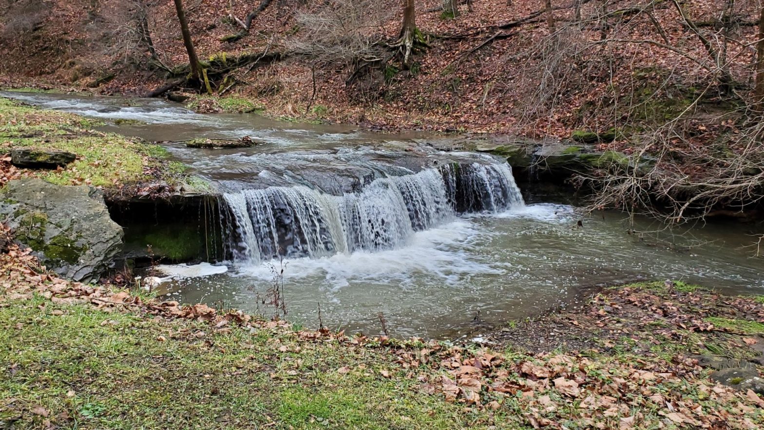 forest with a creek and a small waterfall. fall leaves.